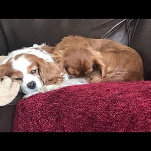 Meet your Posher, Dawn